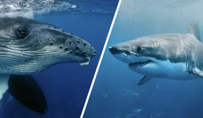 サメとクジラのがん抑制メカニズム