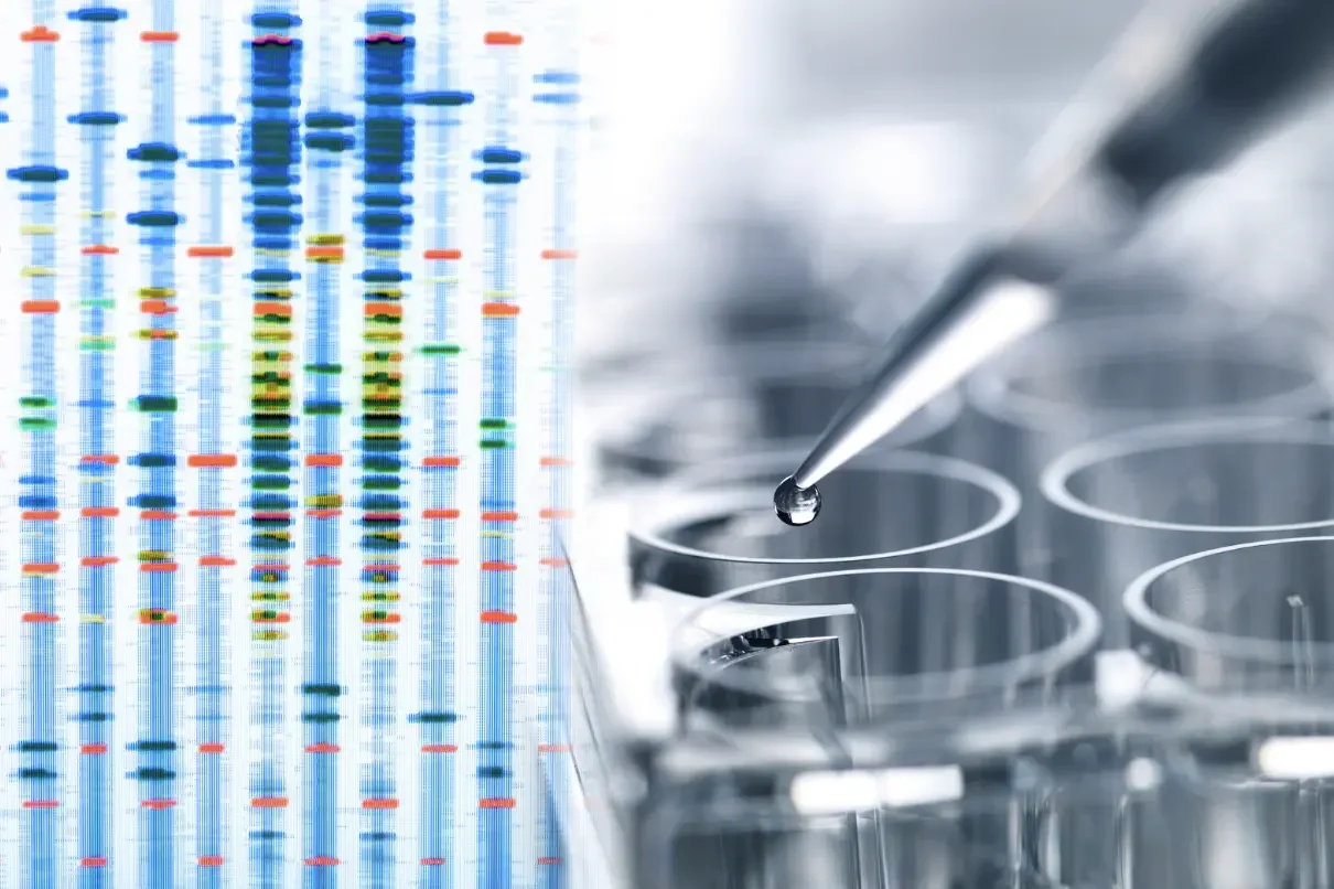 遺伝子検査によるAGAリスクとSULT1A1酵素活性の予測イメージ