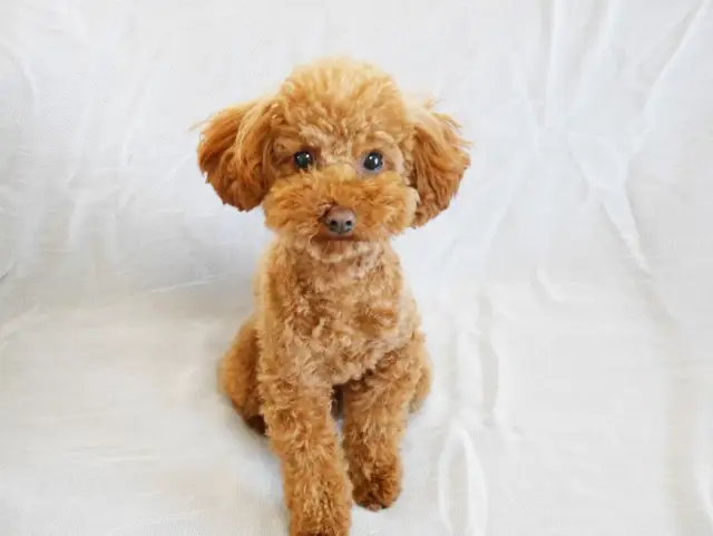 I want to verify a dog's pedigree.