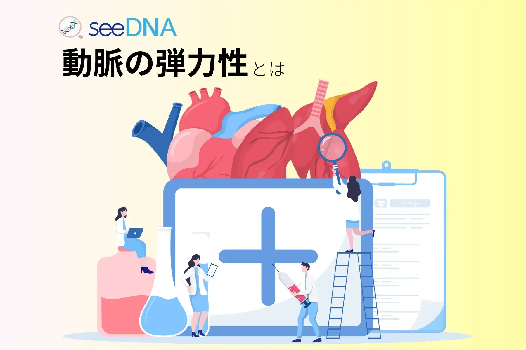 動脈の弾力性のイメージ画像