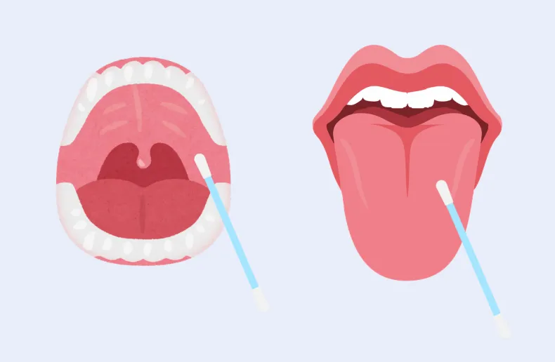 The Difference Between Saliva and Oral Epithelium