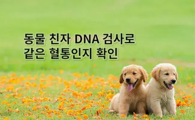 동물 검사 동물 검사